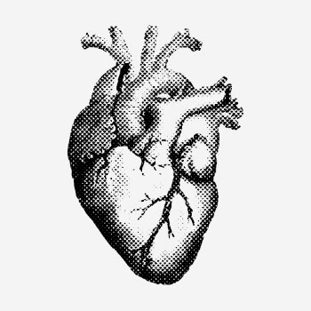 Heart drawing, vintage medical illustration. | Free Photo - rawpixel
