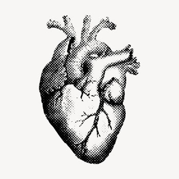 Heart drawing, vintage medical illustration | Free Vector - rawpixel