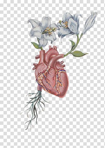 Heart Flower Drawing Anatomy, Heart Flower transparent background PNG clipart