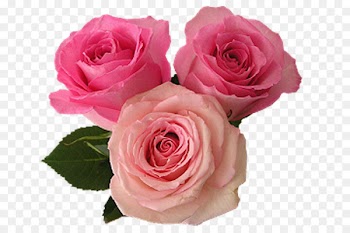 Heart Flower Love Romance - heart 