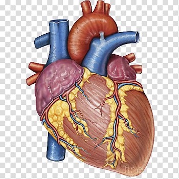 Heart Gross anatomy Human body, heart transparent background PNG clipart