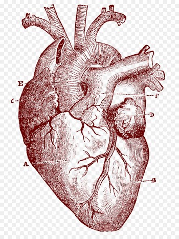 Heart Human anatomy Human body Clip art - human heart 