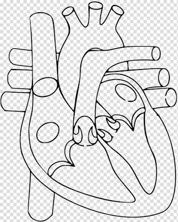Heart Human body Anatomy Diagram Circulatory system, heart transparent background PNG clipart
