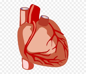 Heart,human - Human Heart Png Gif