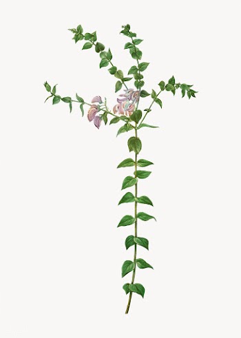 Heart-leaved polygala branch | Free stock vector - 568319