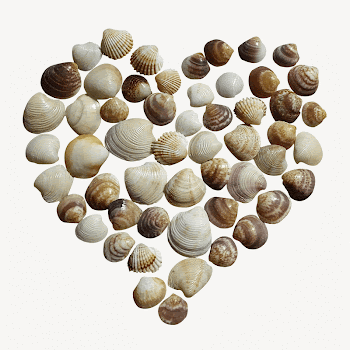 Heart of shells collage element, | Free PSD - rawpixel