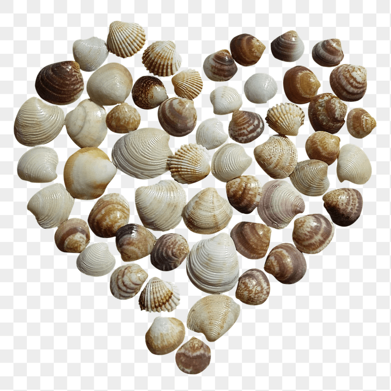 Heart of shells png sticker, | Free PNG - rawpixel