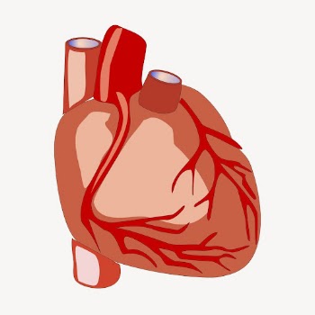 Heart organ collage element, medical | Free PSD - rawpixel
