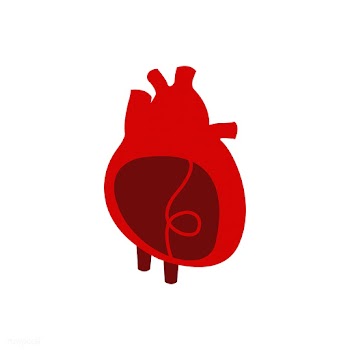 Heart organ isolated vector illustration | Free stock vector - 462274