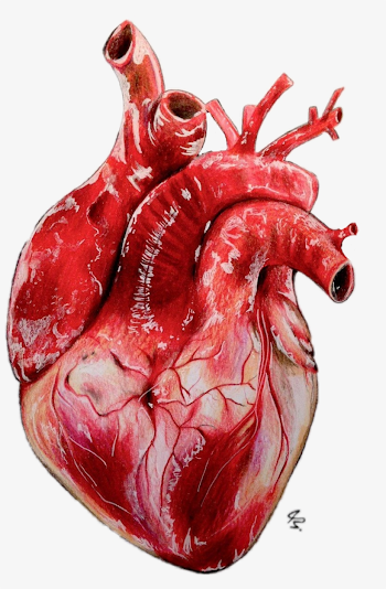 heart #realistic - Drawing Realistic Heart - 1024x1514 PNG ...