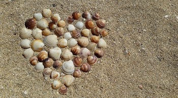 Heart Shape Sea Shells on Brown Beach Sand
