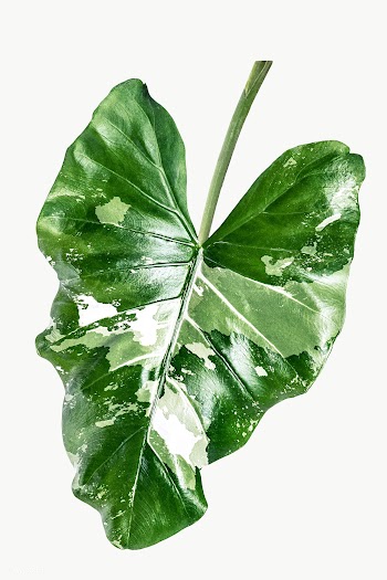 Heart shaped Alocasia leaf transparent png | Free  transparent png - 2226670