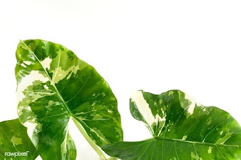 Heart shaped Alocasia leaves on white background | Free  photo - 2259693