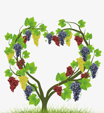 Heart-shaped Vines, Grape, Grape Tree, Heart Shaped Vines PNG ...