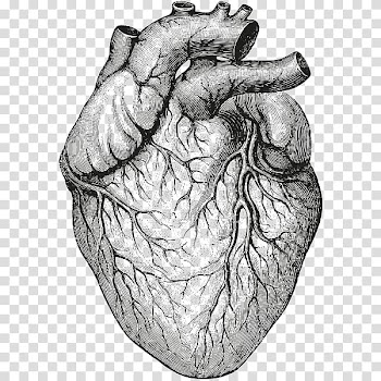 Heart sketch, Heart Anatomy & Physiology II Organ Drawing, human heart transparent background PNG clipart