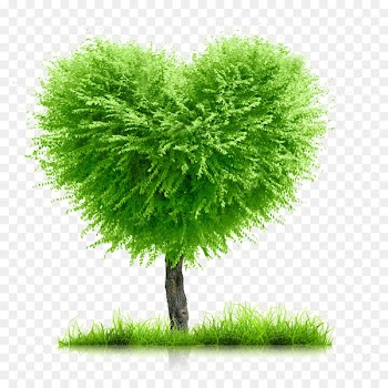 Heart Stock photography Love - bamboo 