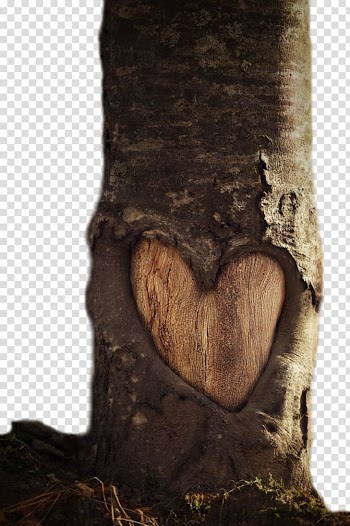 Heart Tree Trunk Leaf, heart transparent background PNG clipart