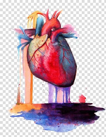 Hearth illustration, Heart Anatomy Watercolor painting, heart transparent background PNG clipart