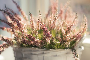 Heather in a pot