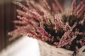 Heather in a pot 2