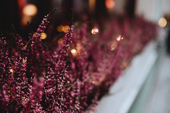 Heather on an outside window sill