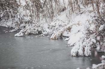 Heavy Snow On Branches By water