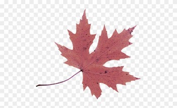 Hebergeur D'image - Leaf