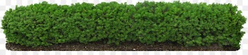 Hedge Fence Pruning Tree - Hedge plants 