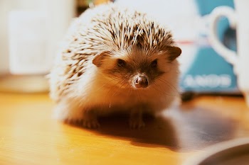 Hedgehog background. Free public domain | Free Photo - rawpixel