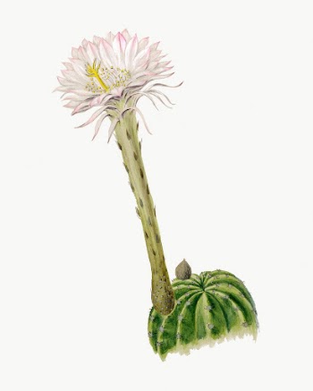 Hedgehog cactus drawing, aesthetic vintage | Free Photo Illustration - rawpixel