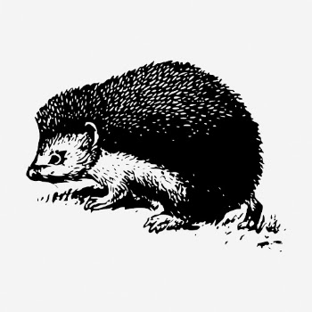 Hedgehog clipart, animal vintage illustration | Free Vector - rawpixel