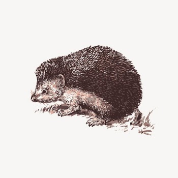 Hedgehog drawing, cute animal. Free | Free Photo - rawpixel
