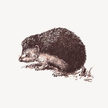 Hedgehog drawing, cute animal vector. | Free Vector - rawpixel