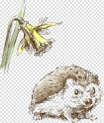 Hedgehog Drawing Illustration, Hand-painted flowers and wild hedgehog transparent background PNG clipart