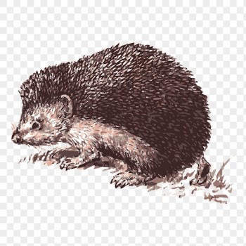 Hedgehog drawing png sticker, transparent | Free PNG - rawpixel
