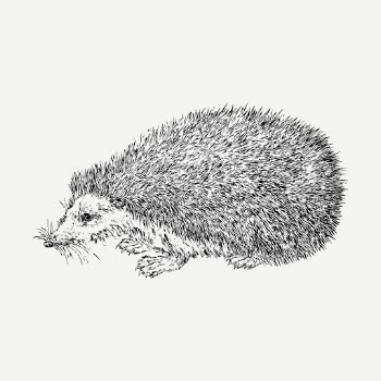 Hedgehog drawing, vintage animal illustration | Free PSD - rawpixel