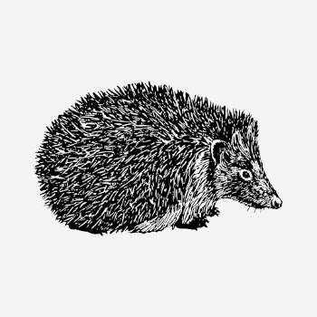 Hedgehog drawing, vintage hand drawn | Free Photo - rawpixel