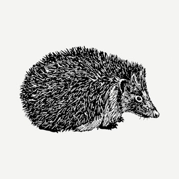 Hedgehog drawing, vintage hand drawn | Free PSD - rawpixel