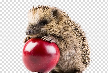 Hedgehog Grey-headed lovebird Red fox Animal , Hedgehog transparent background PNG clipart