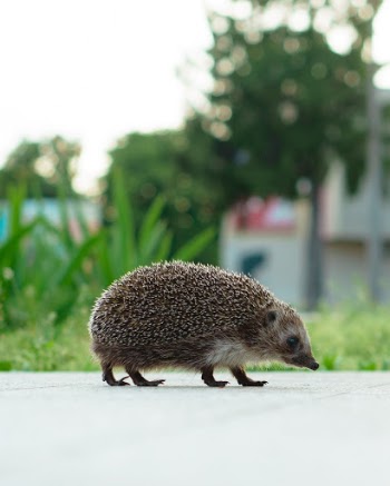 Hedgehog in the city.
instagram: anatoly._.ivanov