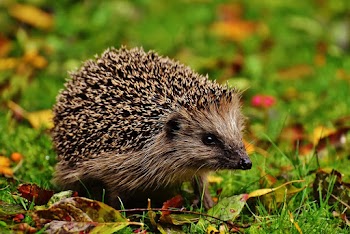 Hedgehog On Grass