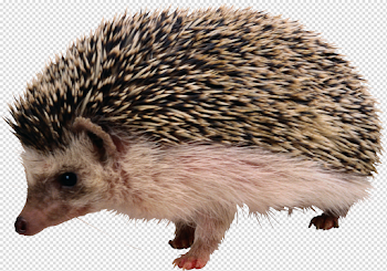 Hedgehog PNG Download Image