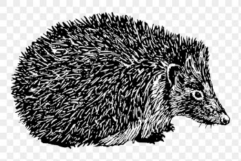 Hedgehog png drawing, vintage animal | Free PNG - rawpixel