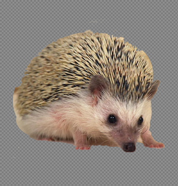 Hedgehog PNG Free Download