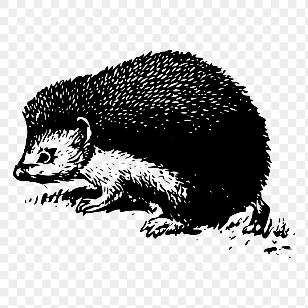 Hedgehog png sticker, animal vintage | Free PNG - rawpixel