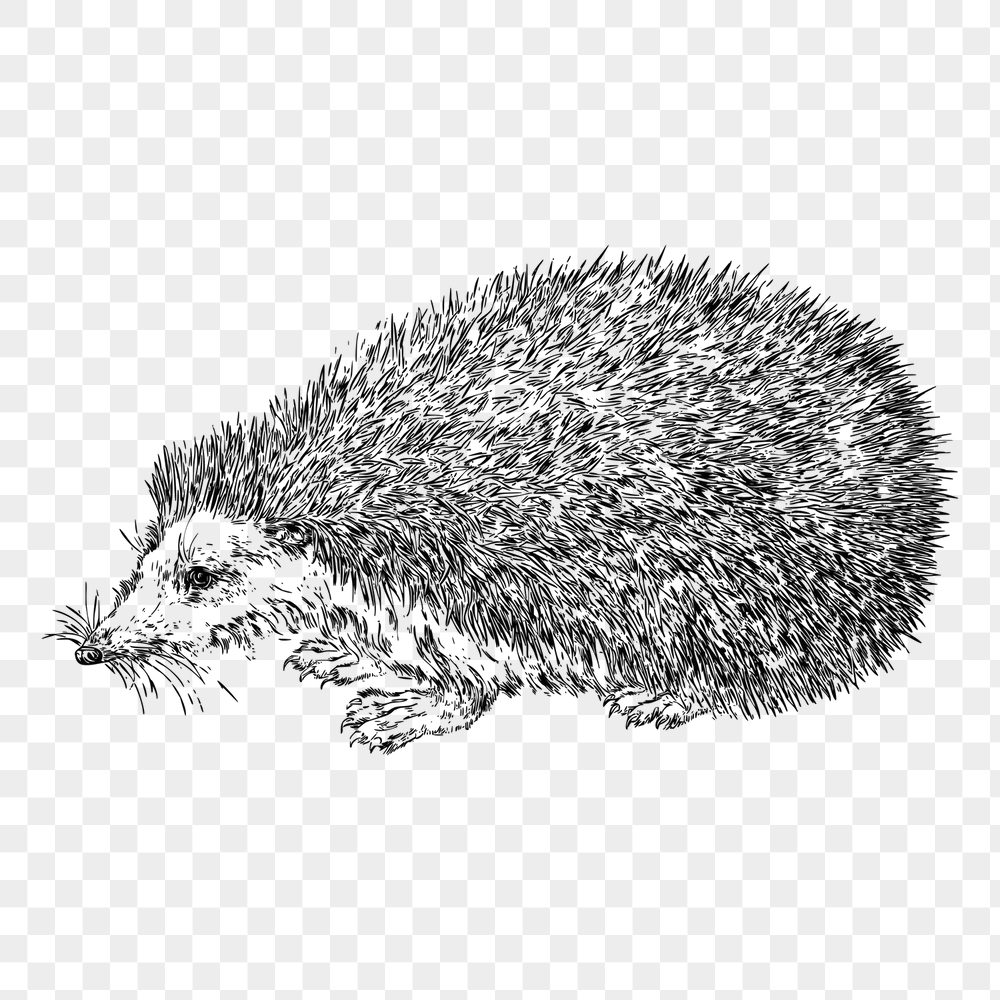 Hedgehog png sticker, vintage animal | Free PNG - rawpixel