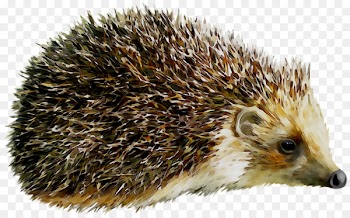 Hedgehog Portable Network Graphics Clip art Image Vector graphics -  