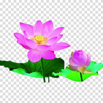 Heilongjiang Nelumbo nucifera Bazhou City Falun Gong Chinese New Year, Lotus leaf transparent background PNG clipart