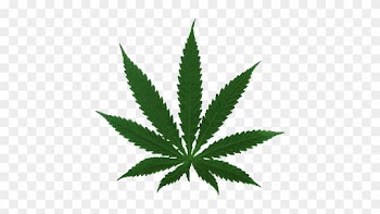 Held At The - Do People Use Marijuana