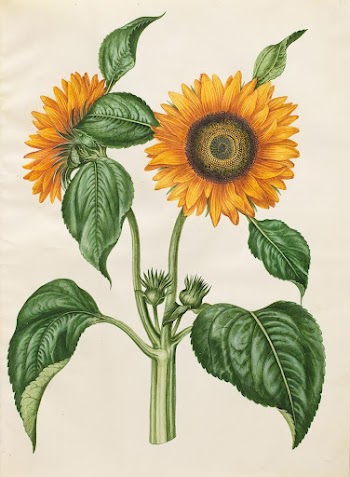 Helianthus annuus (common sunflower) by Maria | Free Photo - rawpixel